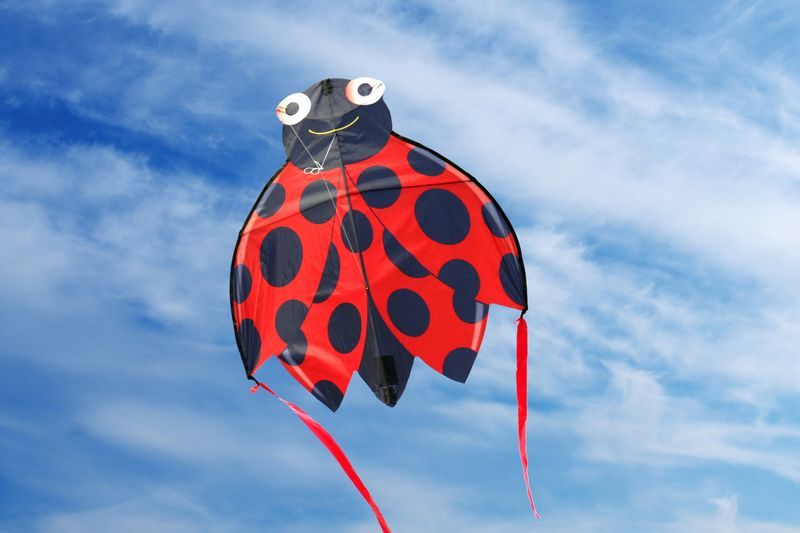 X-Kites SkyBugz Kites - Einleiner-Drachen/Kinderdrachen (1-Leiner) rtf (flugfertig) Marienkäfer 76 cm x 76 cm rot/schwarz